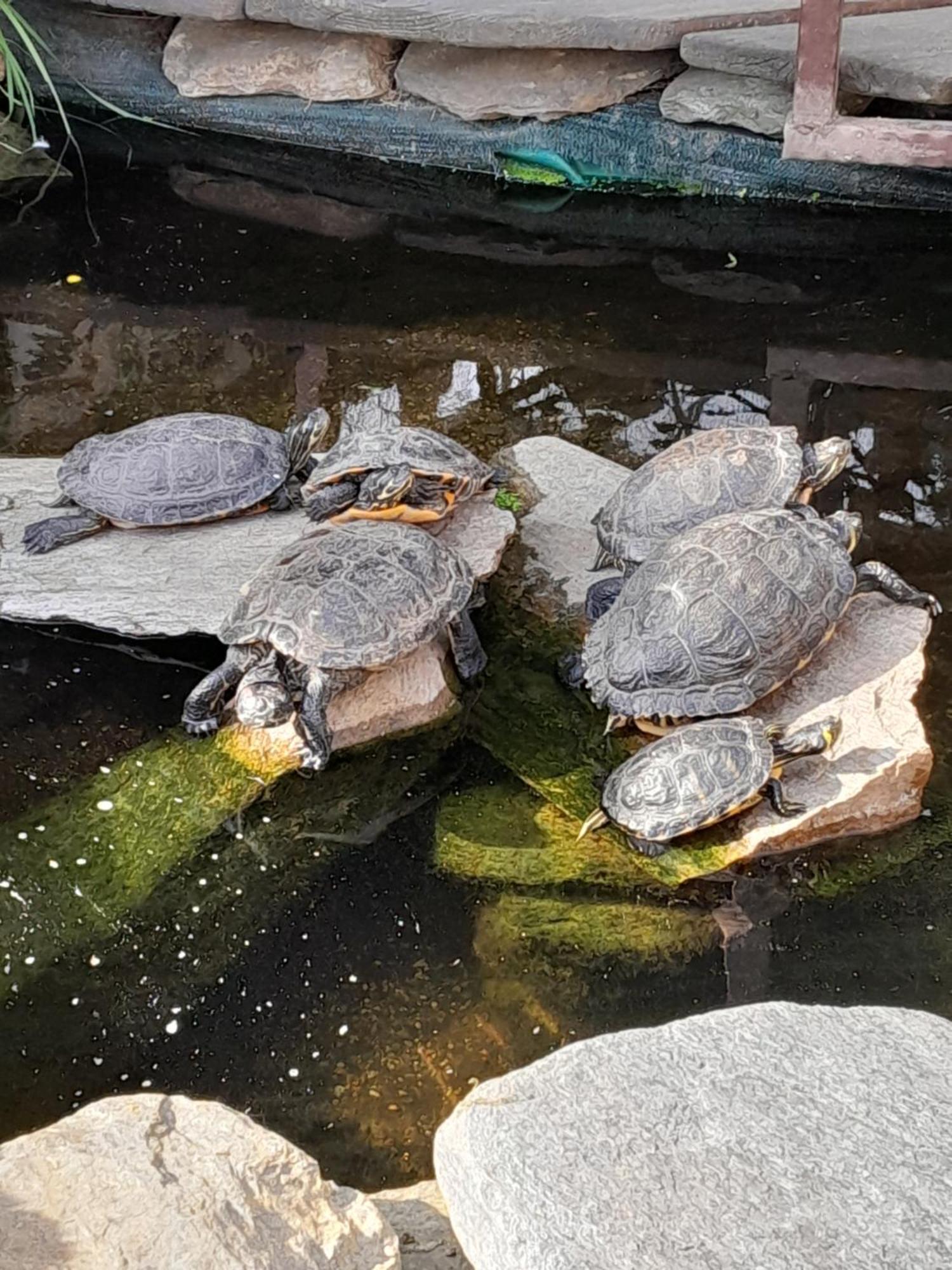 Pokoje Goscinne Skalnik - Agroturystyka Kostrzyn nad Odra Bagian luar foto