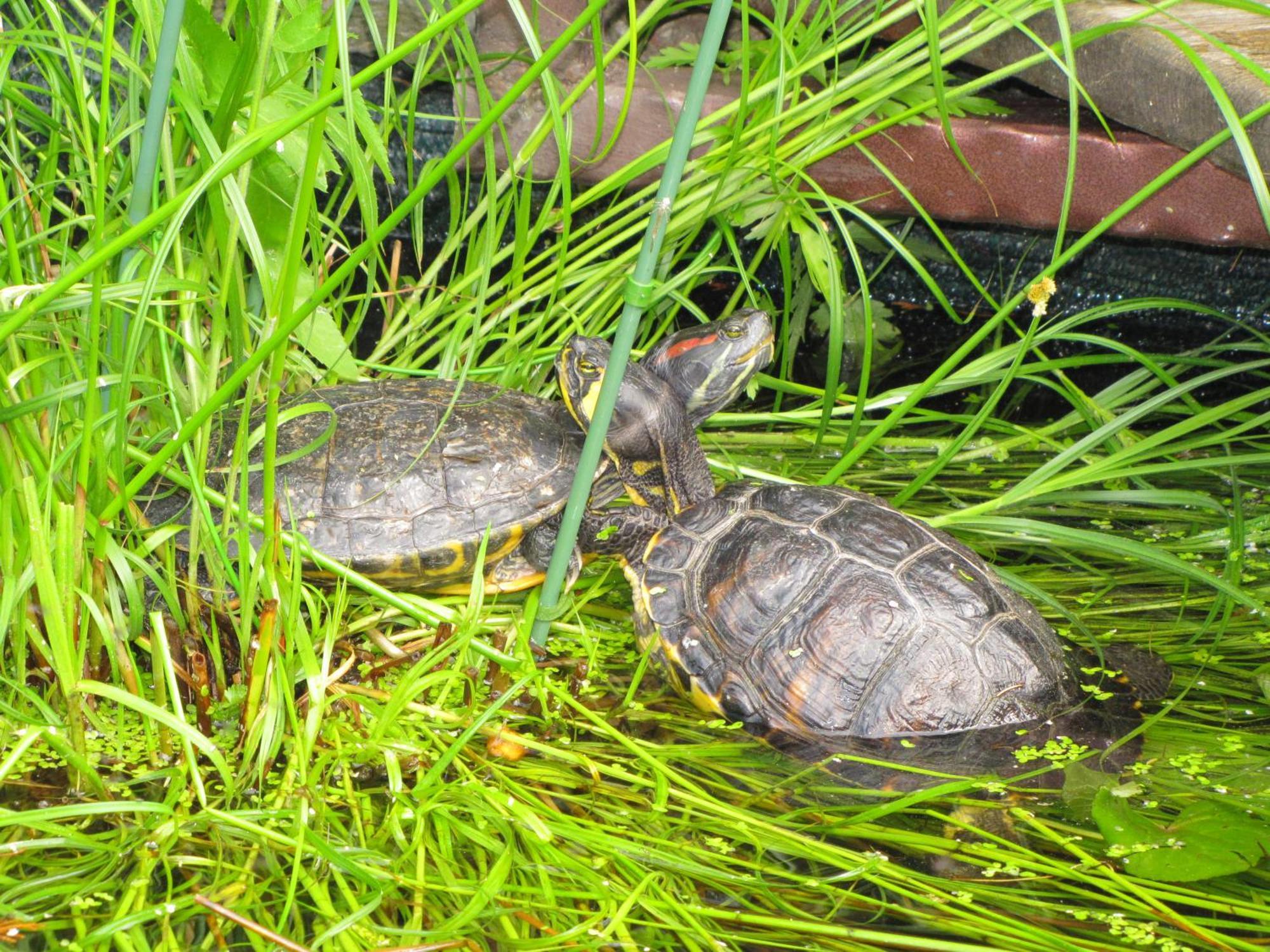 Pokoje Goscinne Skalnik - Agroturystyka Kostrzyn nad Odra Bagian luar foto